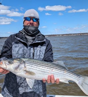 Chilly day, clean striped bass!